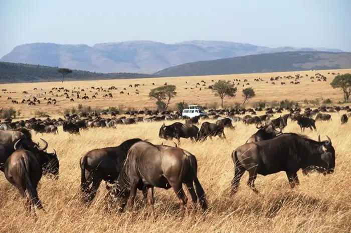 3 Days Serengeti Flying Safari 3