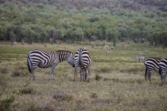 Amboseli National Park - 02