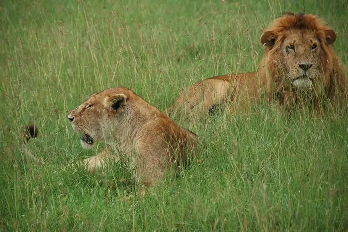 Amboseli National Park - 1