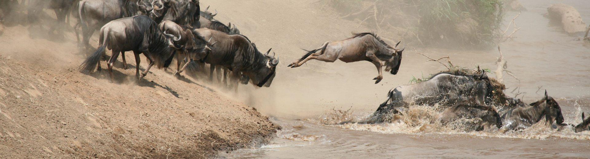 123-safari-great-migration