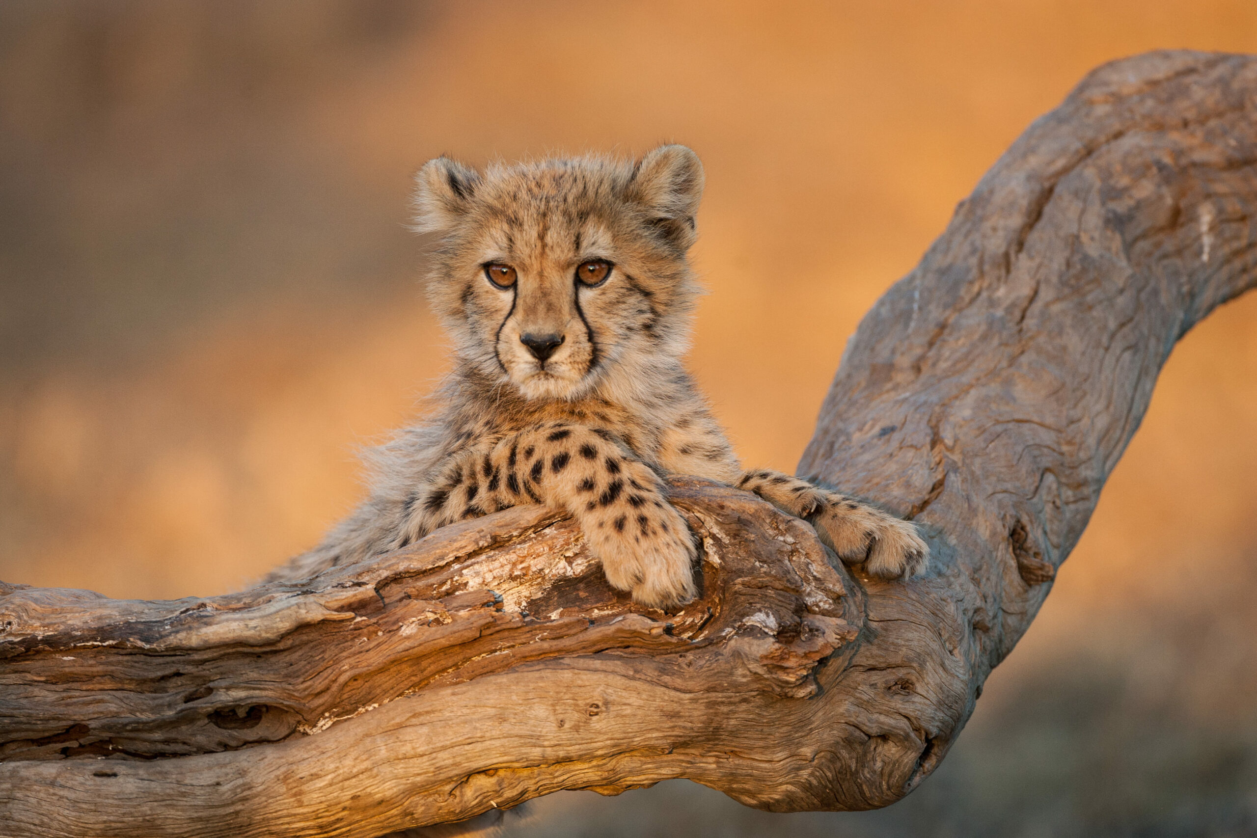 Tanzania Wildlife Safari